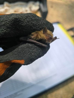 Una colonia de murciélagos comienza a ocupar las cajas-refugio que el RJB-CSIC colocó en abril de 2024 contra plagas