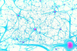 Una investigaci&oacute;n en modelo in vitro de tejido 3D similar al cerebro vincula el Alzheimer con el herpes