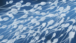 Una nueva prote&iacute;na descubierta en ratones supone una nueva esperanza de tratamiento para los hombres inf&eacute;rtiles