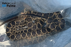 Una serpiente muerde a un polic&iacute;a cuando trataba de atraparla para sacarla de una vivienda en Palma