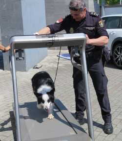 Unidades Especiales de Guías Caninos de la Policía Nacional de Cantabria
