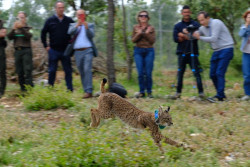 Venadillo, el lince ibérico cedido por C-LM para reintroducir la especie, ya corre por el Cerrato Palentino